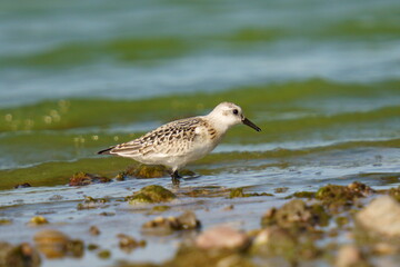 The sandpiper searches for food on the coast against the backdrop of beautiful waves. The sanderling (Calidris alba) is a small wading bird.