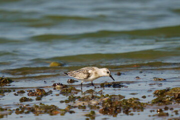 The sandpiper searches for food on the coast against the backdrop of beautiful waves. The sanderling (Calidris alba) is a small wading bird.