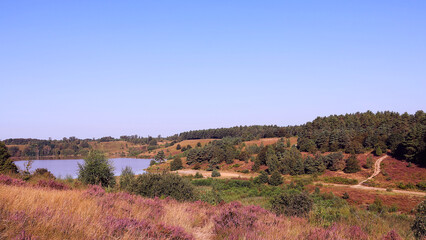 Panoramic landscape of Mechelse Heide in Maasmechelen, Belgium. Hoge Kempen National Park.