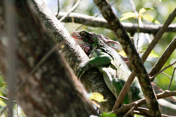 Iguana in St. Thomas Tree