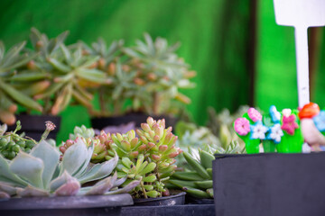 Flores coloridas a venda
