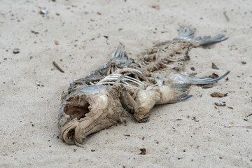 Skeleton of dead fish lying washed up on sandy beach. Decaying fish on the river shore. Bones and fossil animal.
