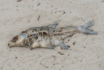 Skeleton of dead fish lying washed up on sandy beach. Decaying fish on the river shore. Bones and fossil animal.