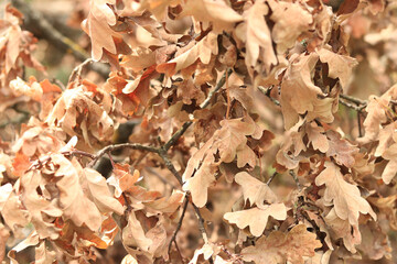 Dry oak leaves with selective focus. Dry leaves on branches. Nature background. Autumn background with leaves