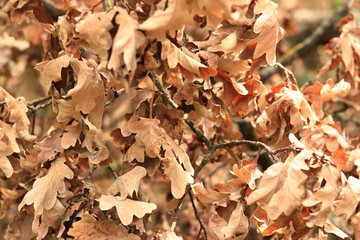 Dry oak leaves with selective focus. Dry leaves on branches. Nature background. Autumn background with leaves