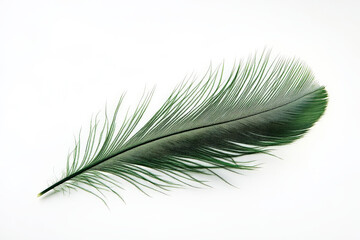Obraz premium A radiant green feather with long, fine barbs creating an elegant silhouette against the white background.