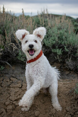 pumi in sagebrush