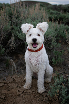 Pumi Images – Browse 802 Stock Photos, Vectors, and Video | Adobe  