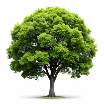 isolated tree on white background