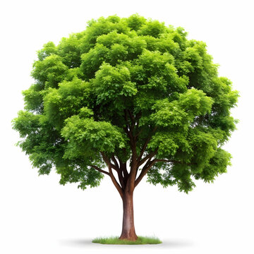 isolated tree on white background