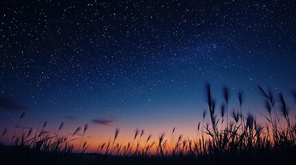   Night sky full of stars, tall grass in foreground, and tall grass in background