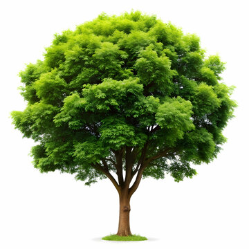 isolated tree on white background