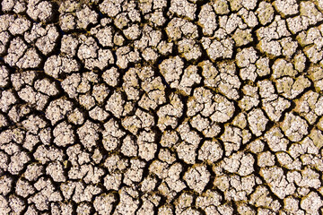 The lake at Kato Scholari, a little outside Thessaloniki, Greece, turned into a desert.