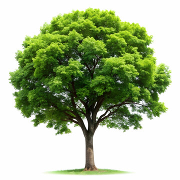 isolated tree on white background
