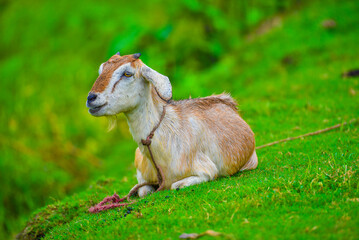 A brown and white mixed domestic dairy goat is lying on a countryside grass field and chewing with small white teeth. It’s having leash on the neck and a pair of tiny horns.