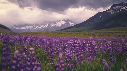   A field of purple flowers in front of a snow-capped mountain range in the background