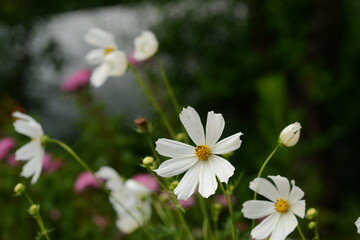 White daisies in the garden