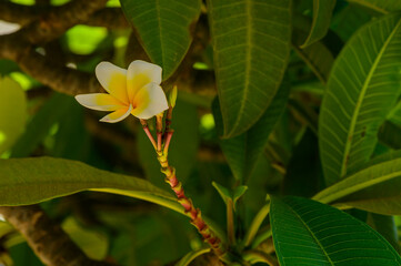 The white frangipani with leaves. White plumeria.