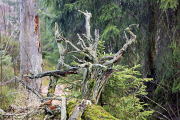 fairytale forest in winter with roots, moss and fog in the Black Forest