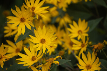 yellow flowers