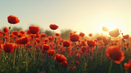 Obraz premium Detailed view of a poppy field with vibrant red flowers swaying in the wind, against a clear sky