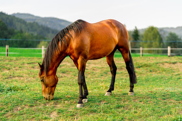 Obraz premium A horse grazes on a farm among the Alpine mountains