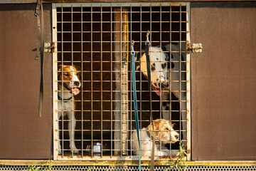 Three puppy stuck his face through the cage in shelter