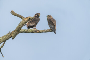 Juvennile Bateleurs (Terathopius ecaudatus)