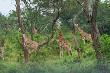 Giraffe in the savannah