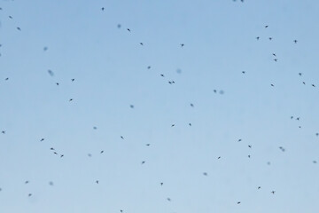 A group of mosquitoes is dispersed across a clear blue sky. The small insects create a natural yet slightly unsettling scene, emphasizing the vast open space around them.