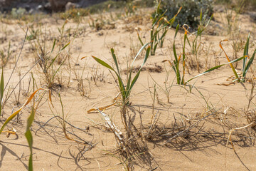 Fantastic view of sand dunes with grass on the sea coast