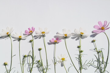 white and purple flowers on a white background