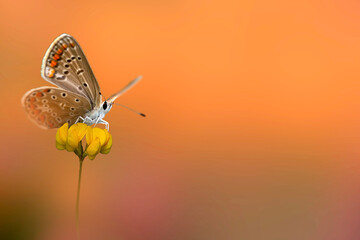 Photo of a cute butterfly in a wonderful habitat. Colorful nature background.