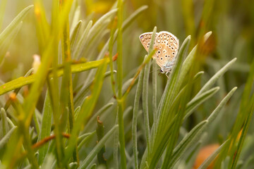 Photo of a cute butterfly in a wonderful habitat. Colorful nature background.