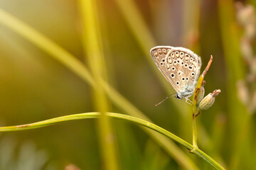 Photo of a cute butterfly in a wonderful habitat. Colorful nature background.