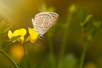 Photo of a cute butterfly in a wonderful habitat. Colorful nature background.