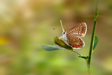 Photo of a cute butterfly in a wonderful habitat. Colorful nature background.