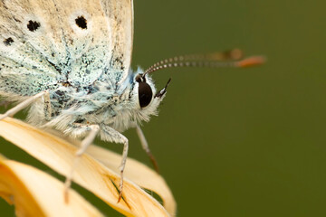 Portrait of a cute butterfly. Lampides boeticus. Pea blue. Long tailed Blue.