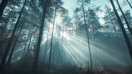 Naklejka premium A dense woodland brimming with towering trunks bathed in golden rays filtering through the leafy foliage, shrouded by mist on a hazy day