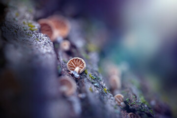 Cute little mushrooms growing on a tree trunk. Colorful nature background. 