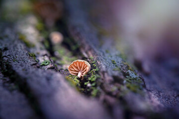 Cute little mushrooms growing on a tree trunk. Colorful nature background. 
