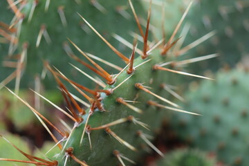 Opuntia humifusa NEW JERSEY Opuncja kaktus