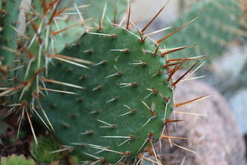 Opuntia humifusa NEW JERSEY Opuncja kaktus