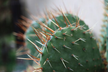Opuntia humifusa NEW JERSEY Opuncja kaktus