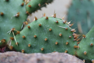 Opuntia humifusa NEW JERSEY Opuncja kaktus