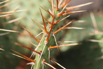 Opuntia humifusa NEW JERSEY Opuncja kaktus