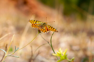 A beautiful butterfly photographed in its habitat. Queen of Spain fritillary. Issoria lathonia. Butterfly. Close up nature. Colorful nature background. 