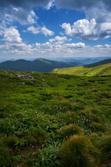 Naklejka premium Chornohirskyi ridge, Carpathians, Ukraine, bright blooming pink flowers on front lawn