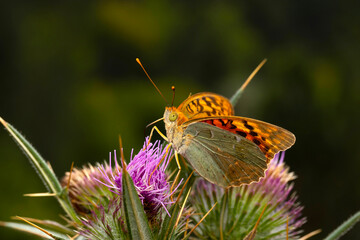 A beautiful butterfly photographed in its habitat. Argynnis pandora. Mediterranean Fritillary. Nature background.  