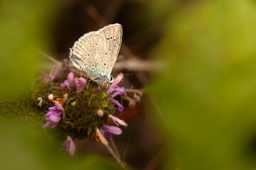 A beautiful butterfly photographed in its habitat. Colorful nature background. 